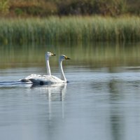 Синхронное плавание Лебеди кликуны :: Игорь Шабалин Синхронное плавание Лебеди кликуны :: Игорь Шабалин