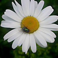 Ромашка- символ лета :: Елена Семигина