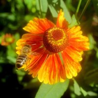 Летний :: Елена Семигина