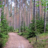 Лесная дорога :: Александр Ильчевский Лесная дорога :: Александр Ильчевский