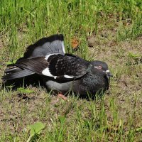 Голуби в городском парке :: Рита Симонова