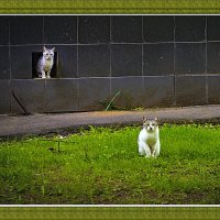 Как позируют! :: Владимир Кроливец