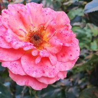 ,,,, :: Сергей Тимоновский