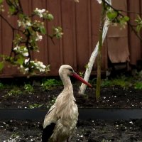 "Дачник" :: Владимир "Дачник" :: Владимир