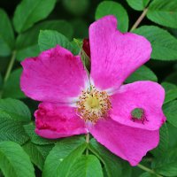 Шиповник и вонючка :: Светлана 