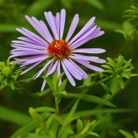 Астра-сентябринка в августе :: Светлана 