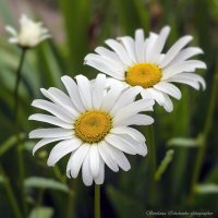 Ромашка - символ красоты и вечной любви :: Светлана Ищенко Ромашка - символ красоты и вечной любви :: Светлана Ищенко