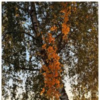 Кажется началось :: someone somewere