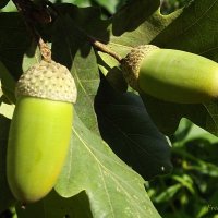 Жёлуди :: Freddy 97