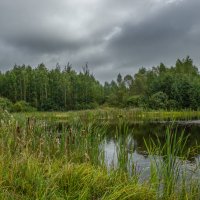 Лесное озеро. :: Михаил "Skipper" Лесное озеро. :: Михаил "Skipper"