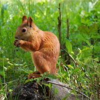 Вот и лето прошло , завтра будет осень . :: Вик Токарев