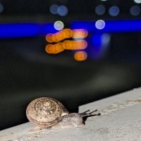 Улитка :: Оксана Я