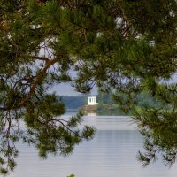 Взгляд через ветви. :: Сергей Адигамов