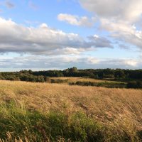 Поле :: Артем 