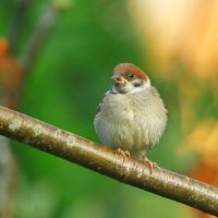 малыш :: Andrey Bragin 