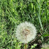 "Парашютисты перед полетом' :: Редкий Гость