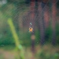 Ловец :: Aleksey Zaikin