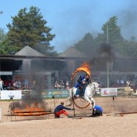 Международная конная выставка "Иппосфера" 2025 :: Николай 