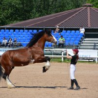 Международная конная выставка "Иппосфера" 2025 :: Николай 