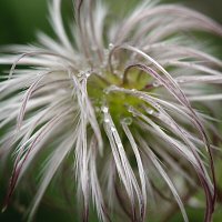 Причесон :: Kventin Natabos 