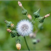 О последнем дне лета... :: Aquarius - Сергей