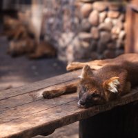 Зоопарк Лимпопо :: Сергей Хабибула
