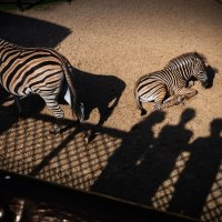 Зоопарк Лимпопо :: Сергей Хабибула