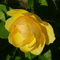 О цветах в последний день лета. :: Милешкин Владимир Алексеевич 