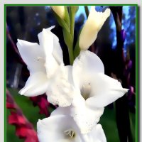 С Днём знаний! :: Ольга Довженко