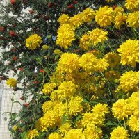 золотые цветы нашей жизни... :: Галина Флора золотые цветы нашей жизни... :: Галина Флора