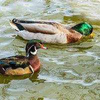 Каролинка :: SanSan 