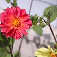 Георгина :: Любовь Сахарова