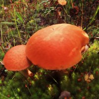 Август.....Братцы-близнецы - красноголовики! :: Владимир 