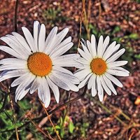 Август..Еще цветут ромашки! :: Владимир 