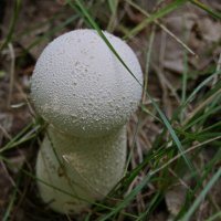 Дождевик. :: сергей ермошкин