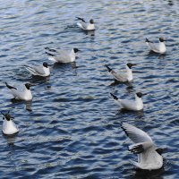 Чайки в городском парке :: Рита Симонова Чайки в городском парке :: Рита Симонова