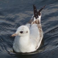 Чайки в городском парке :: Рита Симонова