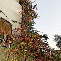 Мимо пройдешь- залюбуешься.... :: Vladimir Semenchukov