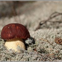 *** :: Aleksandr Gal