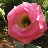 Эустома :: Людмила Смородинская