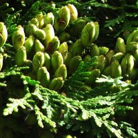 Шишечки на туе :: Людмила Смородинская