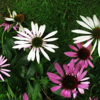 Красота :: Людмила Смородинская