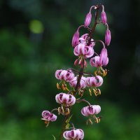 Лето в Ботаническом... Июль. :: Наташа *****