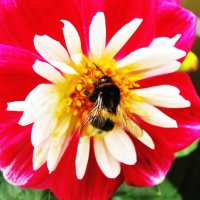 Работяга :: Людмила Смородинская