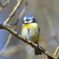 Лазоревка :: Константин Анисимов