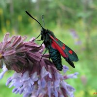О мотыльках ушедшего лета.... :: Андрей Заломленков