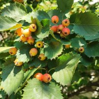 ,,,, :: Сергей Тимоновский