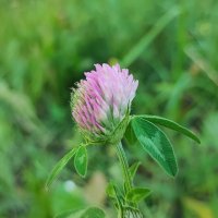 ,,, :: Сергей Тимоновский