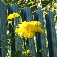 Золотые шары :: Freddy 97 Золотые шары :: Freddy 97