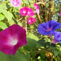 Утреннее настроение :: Наталья 